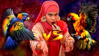 Sun Conure VS Rainbow Lorikeet  Which One is Better Tame Bird [upl. by Ofloda]