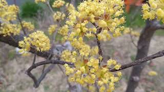 Japanese Cornelian Cherry [upl. by Westmoreland]