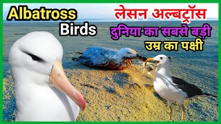 Albatross Ke bare mein jankari Characteristics and interesting facts About Albatross in Hindi [upl. by Serilda]