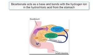 Gastrin CCK and Secretin explained [upl. by Etz]