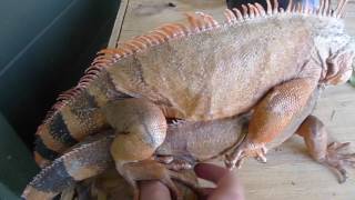 Iguana Behavior  EP 3  Red Iguana Breeding P2 [upl. by Sdlonyer346]