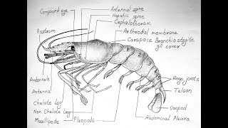 PRAWN DIAGRAM FOR CLASS 11 BIOLOGY  PALAEMON [upl. by Alicirp]