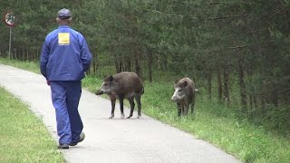 Begegnung Wildschwein und Mensch [upl. by Eelano]