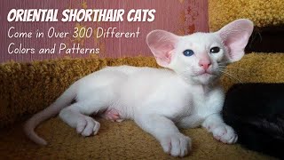 Oriental Shorthair Cat Breed 5 Things You Didnt Know [upl. by Notreve589]