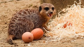 ‘Paaseieren’ voor de stokstaartjes in DierenPark Amersfoort [upl. by Kenley]