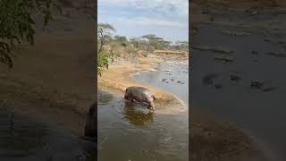 SUBSCRIBE CHANNEL THE HIPO AT SERENGETI NATIONAL PARK [upl. by Esau]