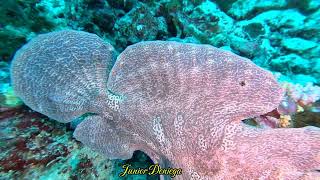 A Gigantic Frog Fish Antennarius commerson Of Moalboal Cebu Philippines 🇵🇭 [upl. by Altheta]