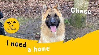 Chase the energetic German Shepherd  Dogs Trust Glasgow [upl. by Negah980]