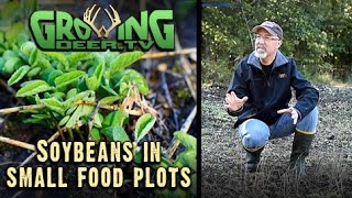 What To Plant SMALL DEER FOOD PLOTS IN THE WOODS 4 [upl. by Retxab]