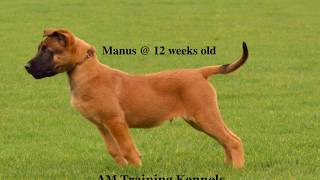 Malinois Manús at 12 weeks old [upl. by Rodl535]