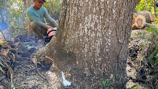 Felling huge bald tree  Stihl ms881 amp Husqvarna 395xp chainsaw [upl. by Eelarbed]