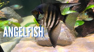 Freshwater Angelfish  Complete Care Guide amp Species Profile [upl. by Rod489]