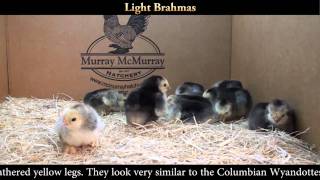 Light Brahma Chicks [upl. by Yeo]