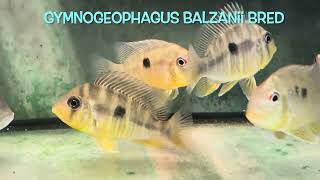 Gymnogeophagus balzanii bred [upl. by Ahsiuq]