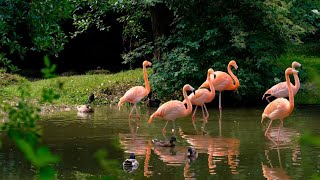 Water Birds  Beautiful Birds  wildlife wildlifebirds birds birdslover water [upl. by Albarran]