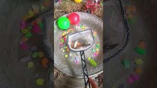 Catching amazing Goldfish Koi Fish Beacon Fish Zebra Guppies Frogs or Turtle  Fishing Videos [upl. by Mahon]