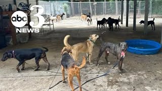 PAWS in Fort Walton Beach grapples with broken AC amid packed shelter [upl. by Barncard]