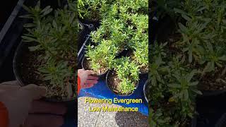 Iberis quotCandy Tuftquot flowering bush youcangrow gardenforlife bestplants lowmaintenanceplants [upl. by Tearle424]