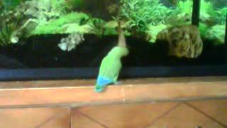 Nova the Lovebird and Adok the Oscar fish fighting [upl. by Eittah]