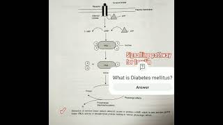 How insulin works mode of action of tyrosine kinase enzyme signalling pathway for insulin neet [upl. by Julita]