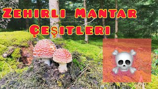 Zehirli Mantar Çeşitleri 🍄 💀 [upl. by Cirnek702]