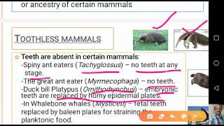 Dentition in Mammals [upl. by Leuqcar]