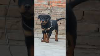 Cane CorsoHusky dogRottweiler growing up  shorts trending [upl. by Eirene53]