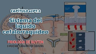 CAP 62 2 Fisiología del líquido cefalorraquídeo [upl. by Icul551]