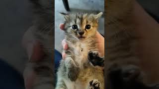 quotA cats purr is a melody of comfort in the orchestra of life😻youtubeshorts cat funny trending [upl. by Harman]