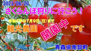 【青森県南部町】20230620「さくらんぼ狩りに行こう！」 [upl. by Hillari]