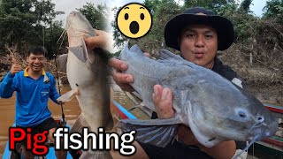 Caught a pigfish in the Moei River for the first time [upl. by Desiri]