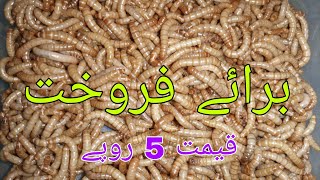 mealworm for sale in pakistan islamabad mealworms farming [upl. by Yrekaz]