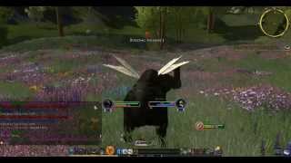 LOTRO Bullroarer Update 15  Beorning starter instance  part 1 [upl. by Nylirret]