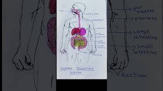 Human Digestive System Drawing  Easy Diagram of Human Digestive System science drawing art easy [upl. by Nyvar37]