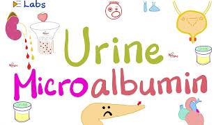 Microalbumin in the Urine Microalbuminuria  Diabetes Mellitus amp Kidney Disease  Nephrology Labs [upl. by Mure60]