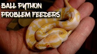 Ball Python Problem Feeders [upl. by Chyou]