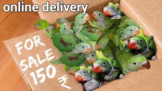 baby parrot buy onlineparrot buy Home diliveryalexadrine parrot buy onlineparrot buy [upl. by Anauqed158]