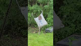 Cheap Walmart Broadhead VS The Spade broadhead bowhunting archery [upl. by Netty]