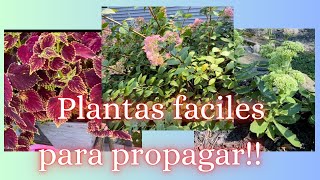 Propagación de plantas jardinería jardines hortensias sedum coleus lavender plantas [upl. by Bikales]