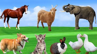 Playful and Adorable Animals  Horse Parrot Dog Cat Goat Rabbit  Animal School [upl. by Hedvig]