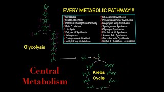 EVERY SINGLE METABOLIC PATHWAY YOU NEED TO KNOW FOR BIOCHEMISTRY MCAT IN 30 MINUTES [upl. by Merton]