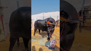 पुष्कर पहुंचा 23 करोड़ की कीमत वाला भैंसा अनमोलanimals funny bufflo [upl. by Notlim561]