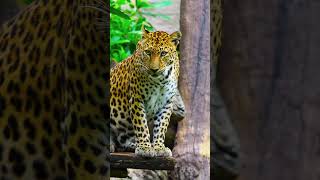 HDR ULTRA HD COLORS shorts shortvideo shortsviral shortsyoutube wildlife animals nature [upl. by Alair]