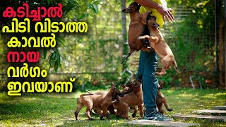 ഇതാണ് കാവൽ നായകൾ ഇങ്ങനെയാണ്  Vickies Greeny [upl. by Vijnas]