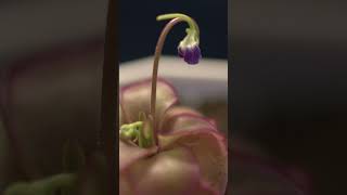 Carnivorous Plant Timelapse  Ping Laueana Emaginata Purple Flower Growing timelapse [upl. by Yrral]