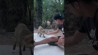 Cazorla 2 👌⛰️ animales aventura viajes viral [upl. by Punke]