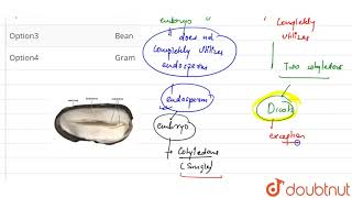 A dicot albuminous seed is [upl. by Kriste]