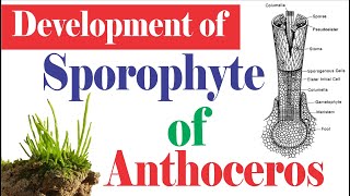 Anthoceros Development of Sporophyte  Sporophyte of Hornworts  Anthocerotopsida [upl. by Schmitt]