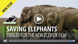 Preview Saving Elephants  A New Film From Ecoflix [upl. by Rellia854]