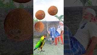 Rounding coconuts to Duck Peacock Pigeon amp Parrot  Birds names magic video [upl. by Netti596]